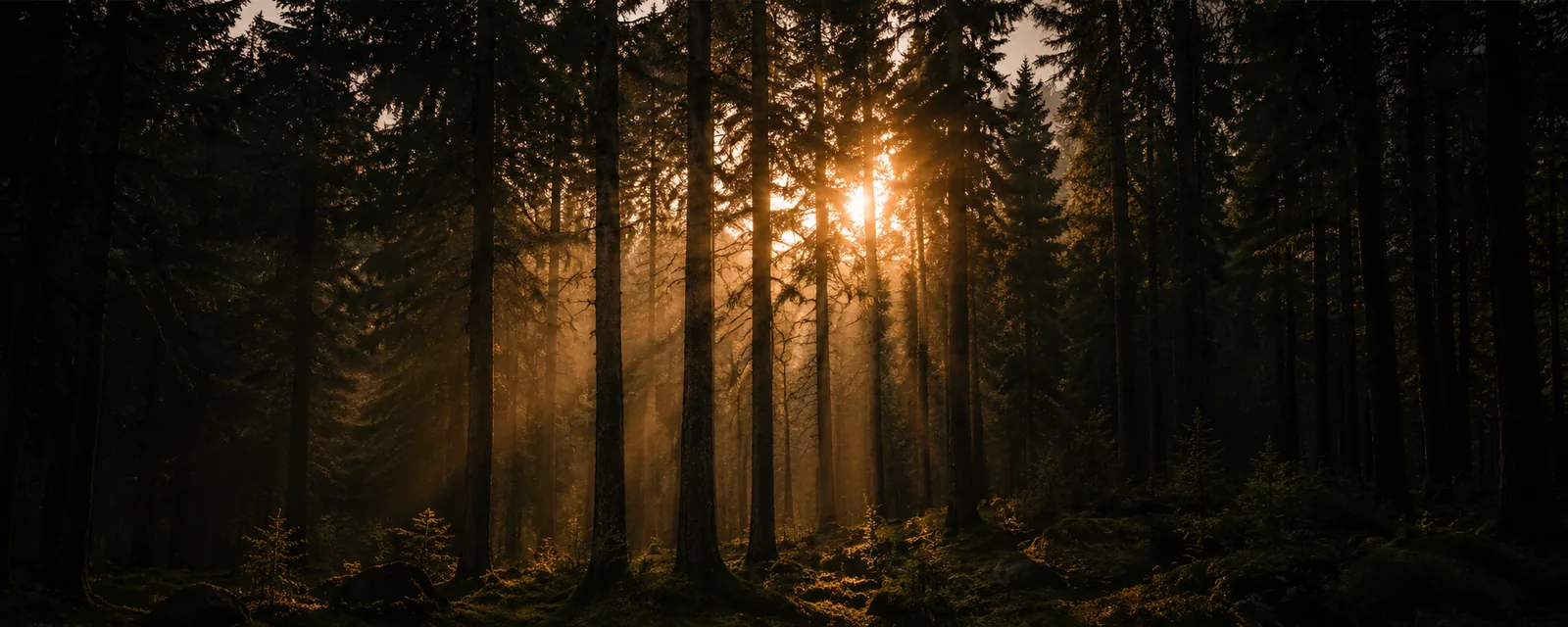 Sunčeva svjetlost među stablima